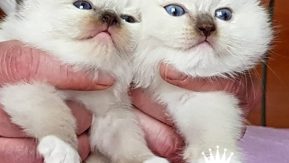 Last kittens available