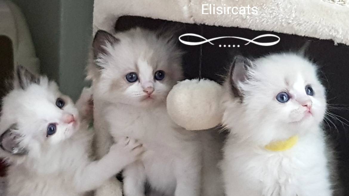 Kittens available!