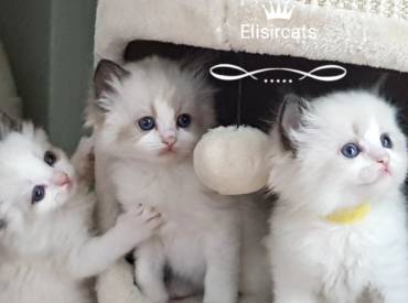 Kittens available!