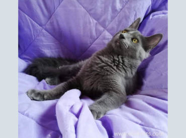 Cucciolo Disponibile