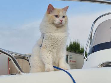 VACANZE SICURE CON IL TUO GATTO