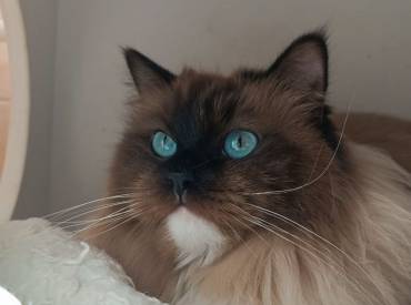 RAGDOLL MINK