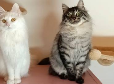 TURKISH ANGORA KITTENS