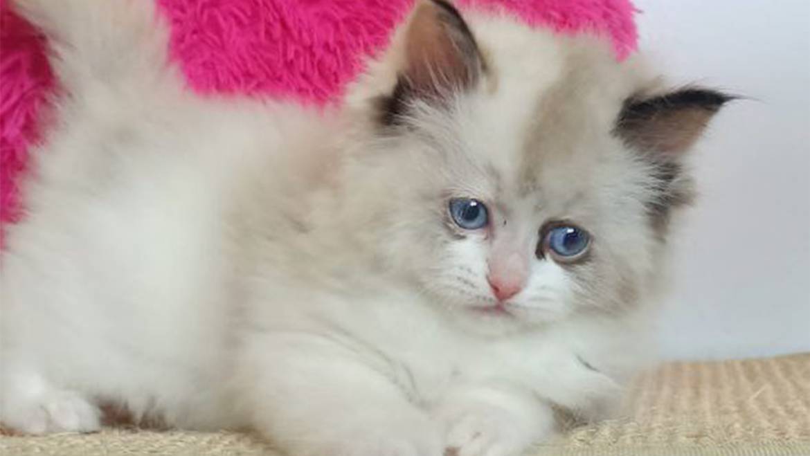 KITTENS RESERVATIONS