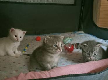 Turkish angora kittens