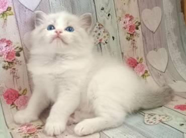 Ragdoll kittens available