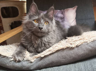 TURKISH ANGORA CAT