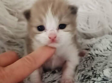 The first kitten born this year