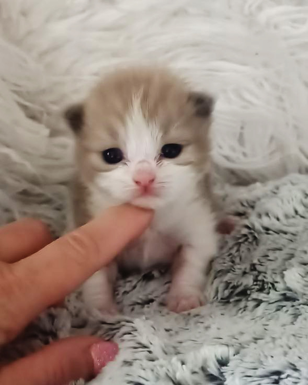 La prima gattina nata in questo anno