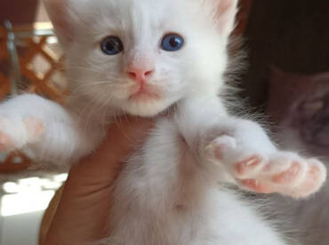 Turkish Angora