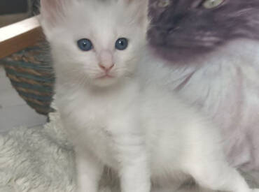 Turkish Angora