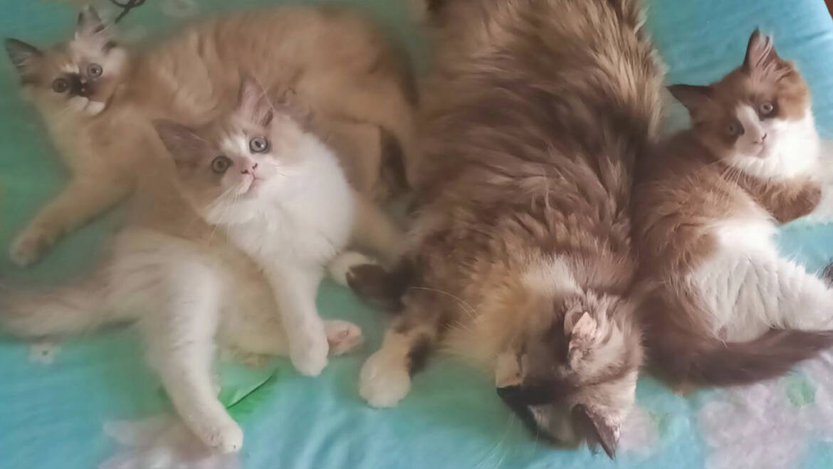 Kittens growing up