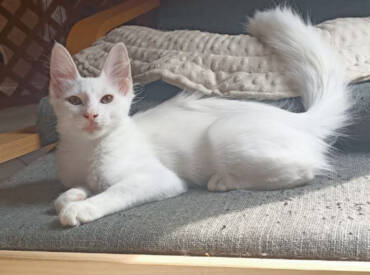 TURKISH ANGORA