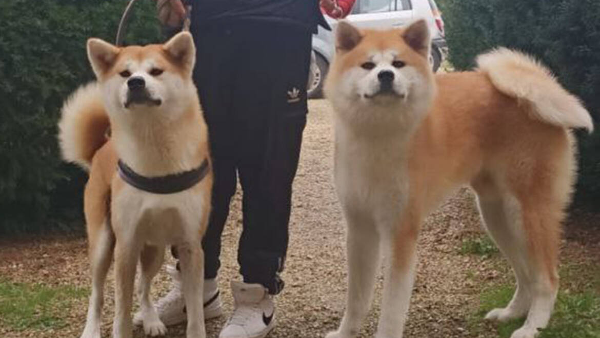 Cani che passione