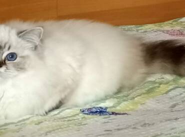 Principessa Camille