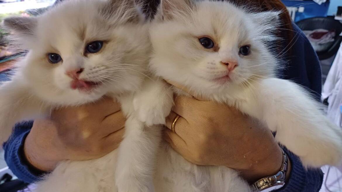 KTTENS